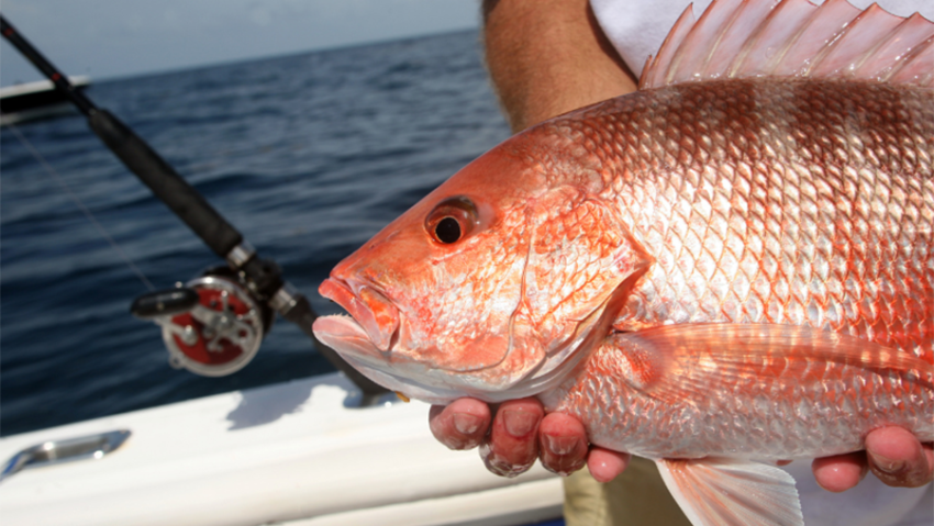 crystal coast fishing